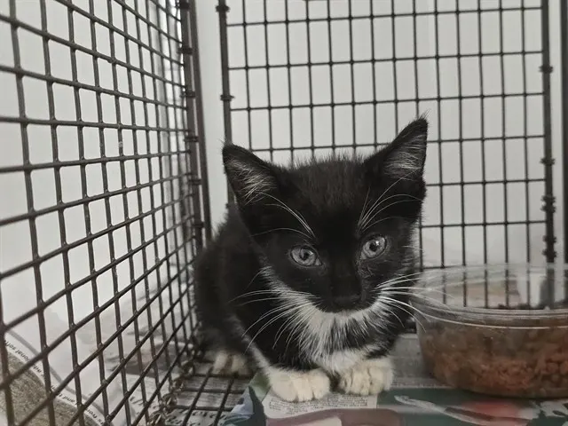 *Ninja