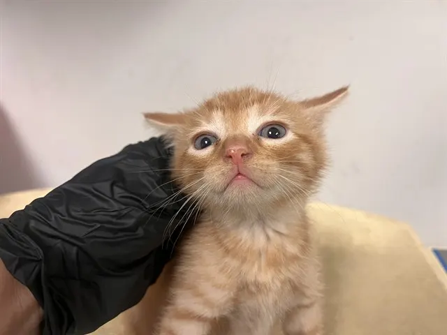 Adoptable Cat