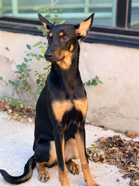 Daphne