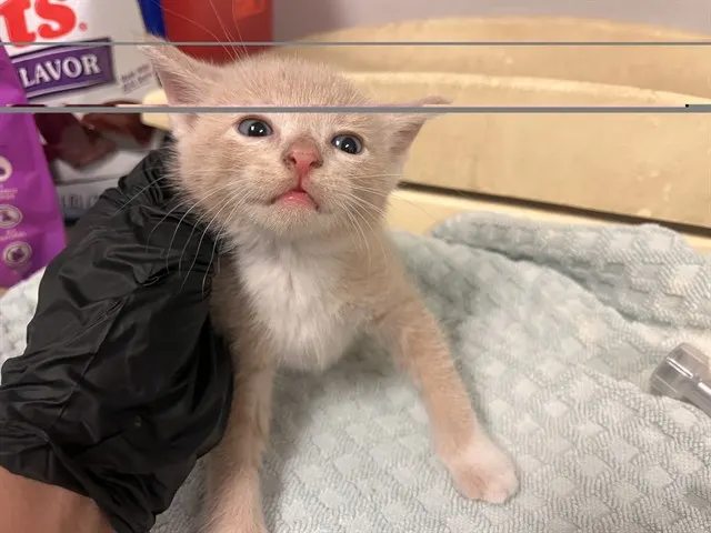 Adoptable Cat