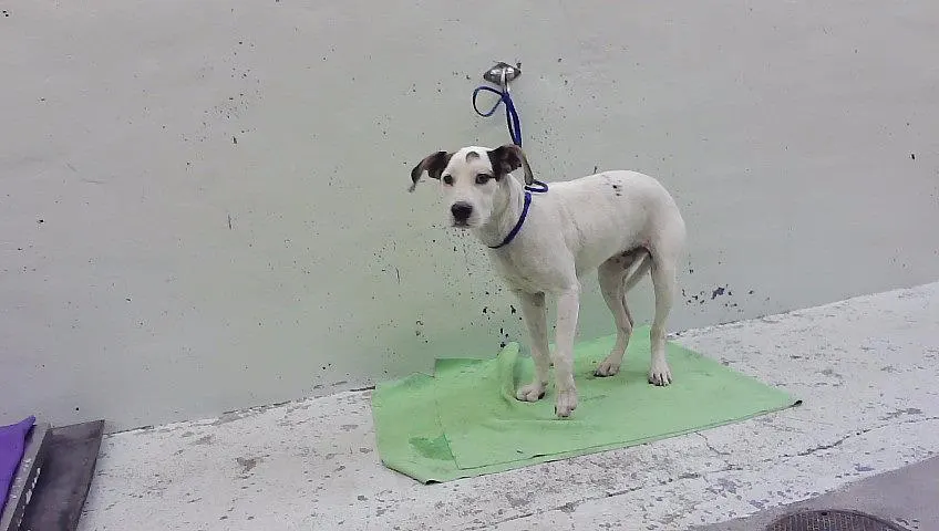 Adoptable Dog