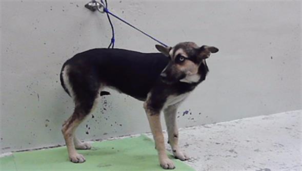 Adoptable Dog