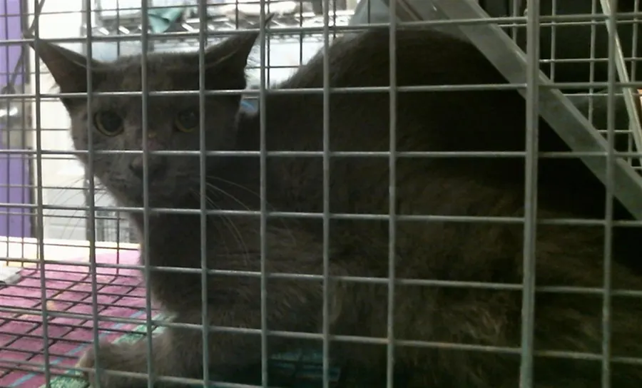 Adoptable Cat