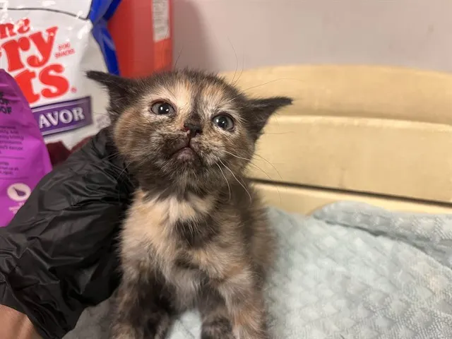 Adoptable Cat