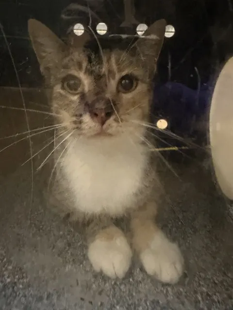 Adoptable Cat