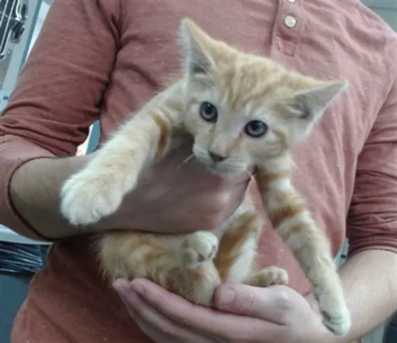 Remy