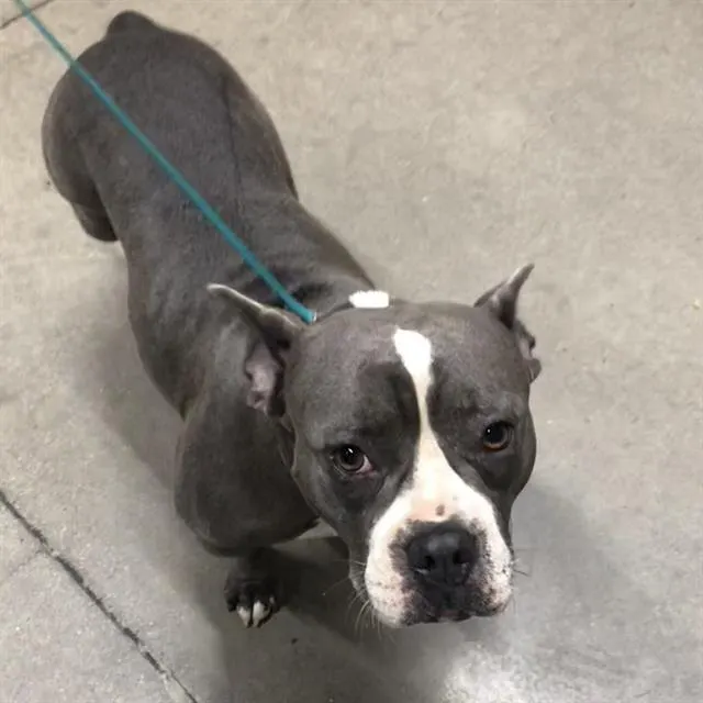 Adoptable Dog