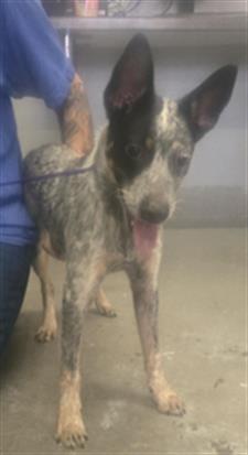 Adoptable Dog