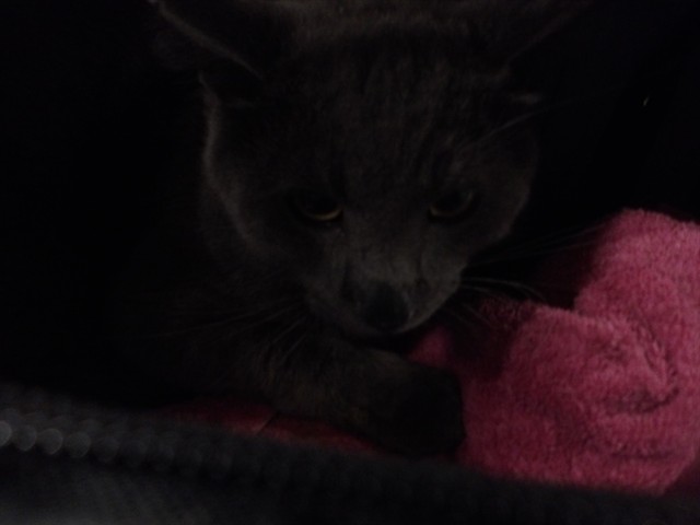 Adoptable Cat