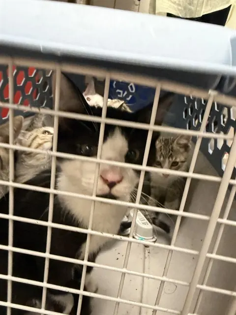 Adoptable Cat
