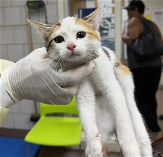 Adoptable Cat