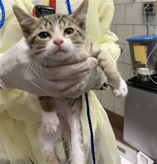 Adoptable Cat