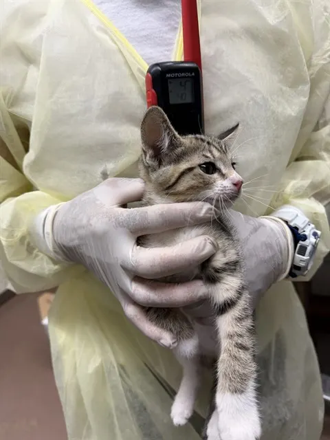 Adoptable Cat