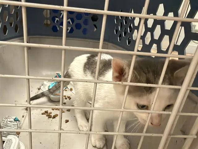 Adoptable Cat
