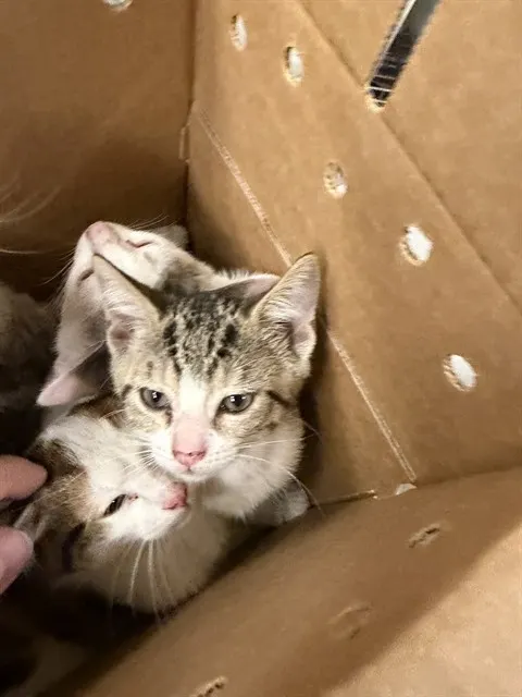 Adoptable Cat