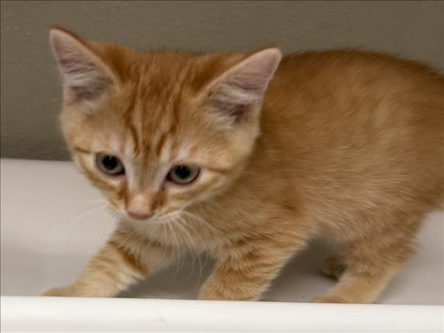 Adoptable Cat
