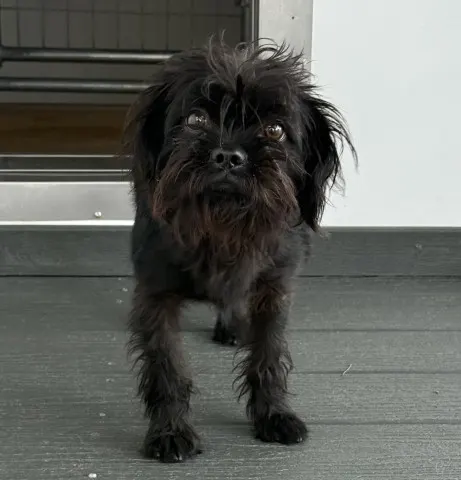 Lulu