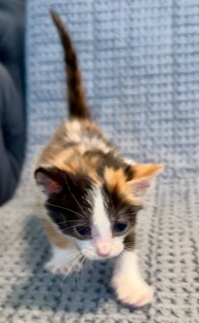 *Mini Purrl