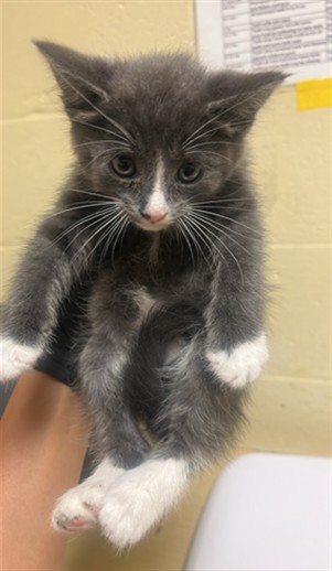 Adoptable Cat
