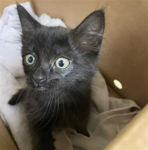 Adoptable Cat