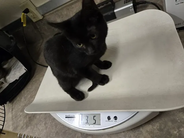 Adoptable Cat