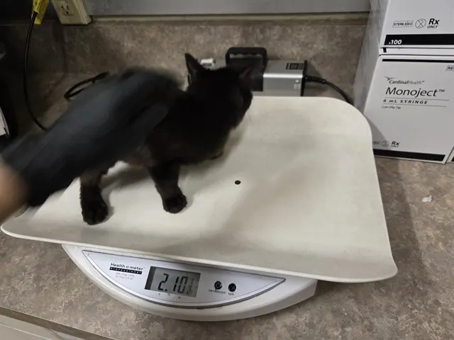 Adoptable Cat