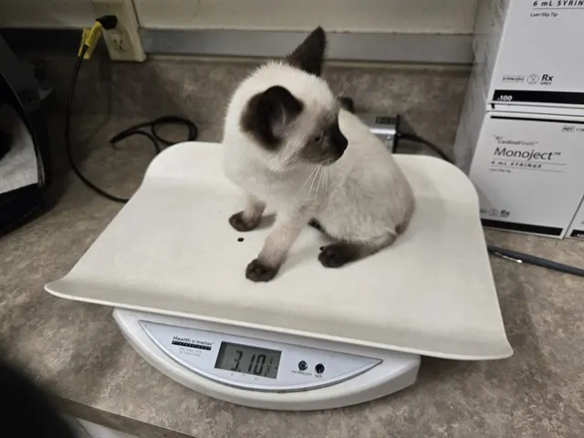 Adoptable Cat