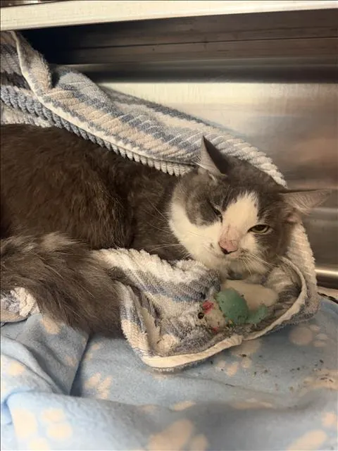 Adoptable Cat