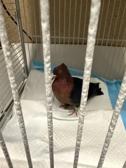 Adoptable Bird