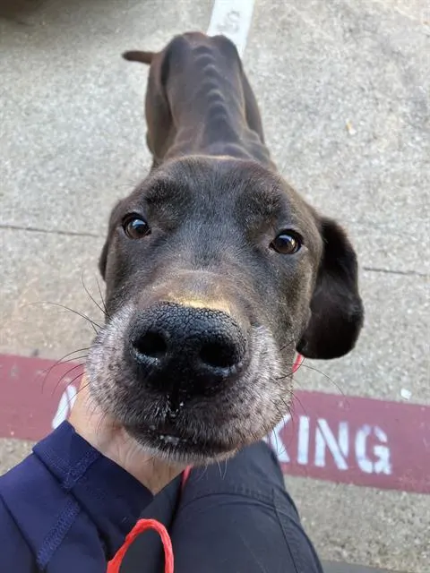 Koda