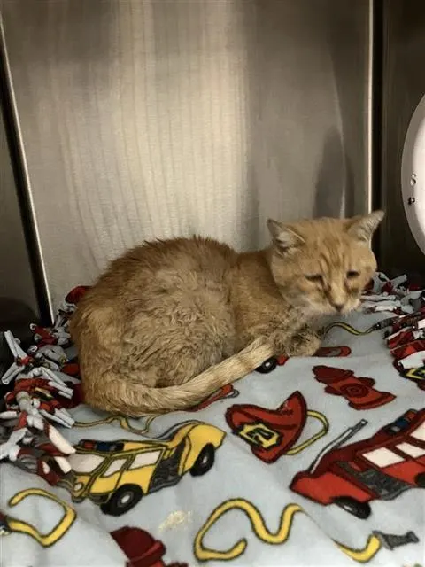 Adoptable Cat