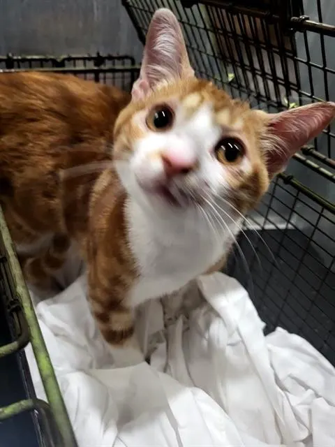 Freddy Purrger