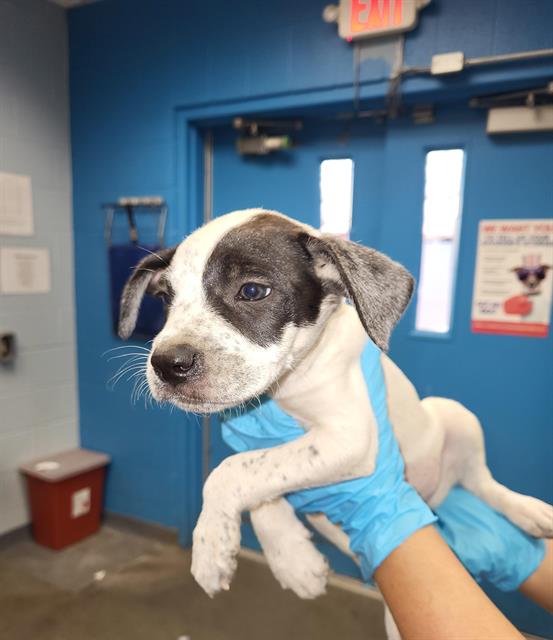 Pawrruko