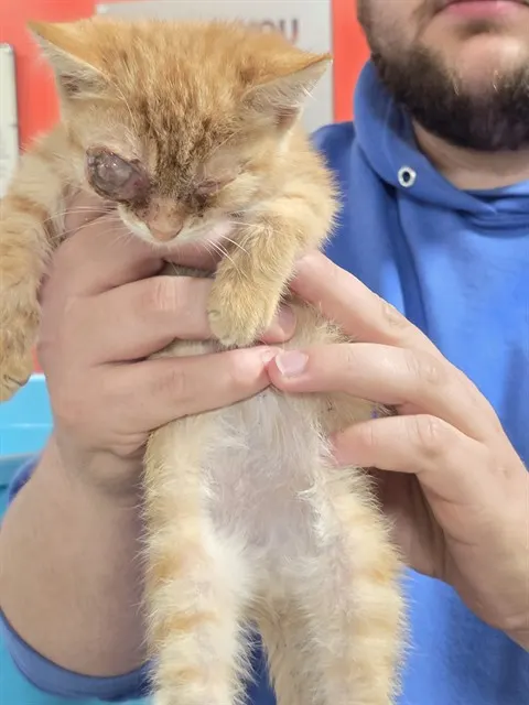 Adoptable Cat