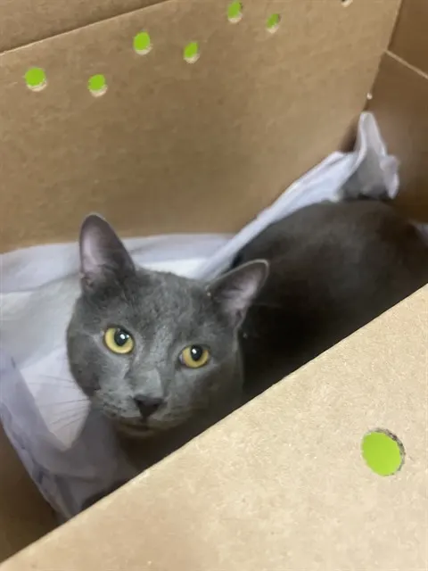 Gus