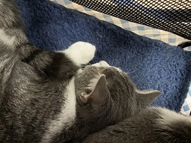 Chloe