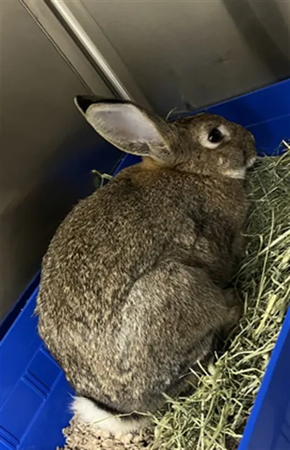 *Cadbunny