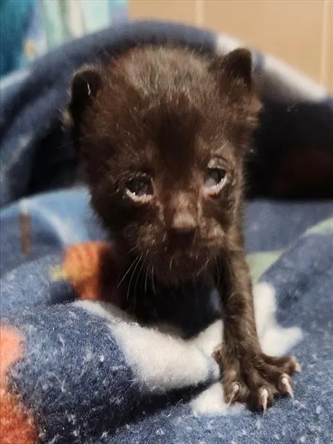 Adoptable Cat