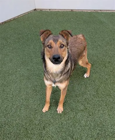 Adoptable pet