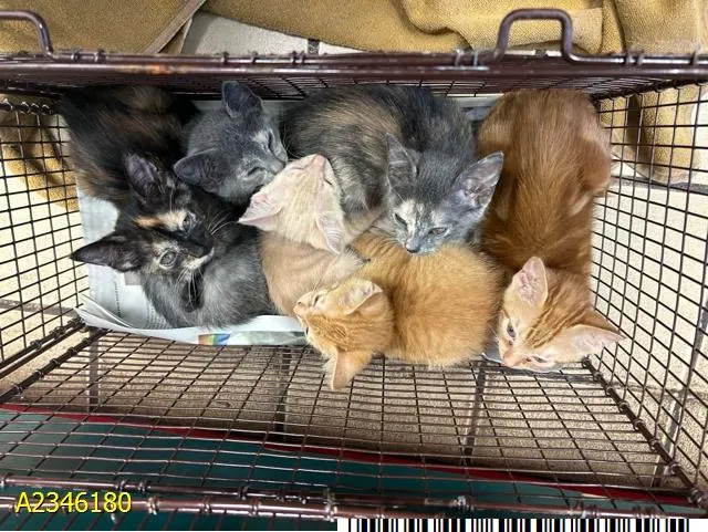 Purrsephone