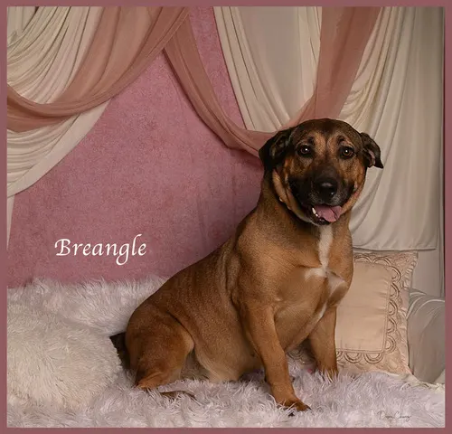 Breangel