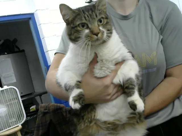 Potato
