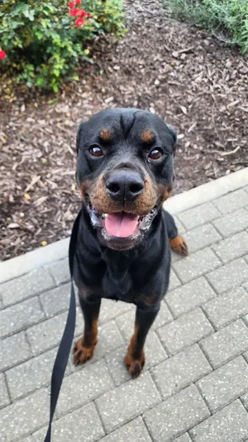 Ace