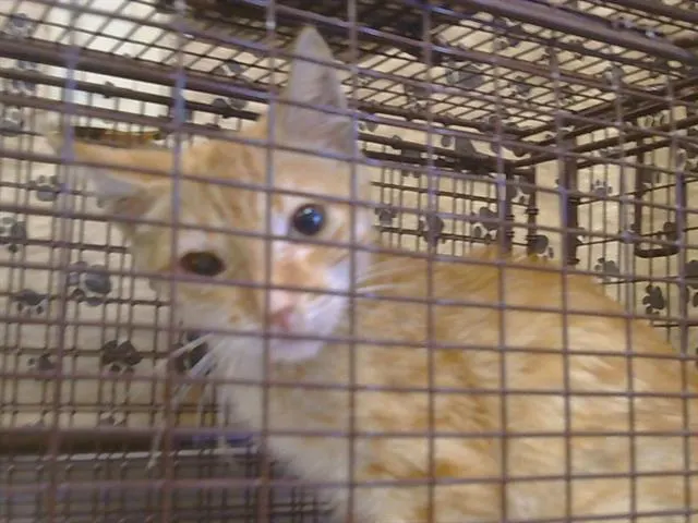 Adoptable Cat