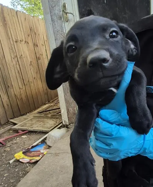 Puppy 2