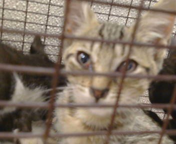 Adoptable Cat