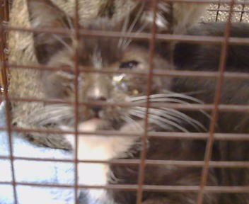Adoptable Cat