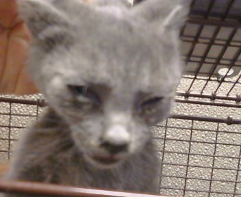 Adoptable Cat