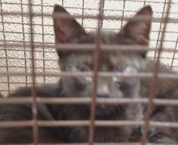 Adoptable Cat