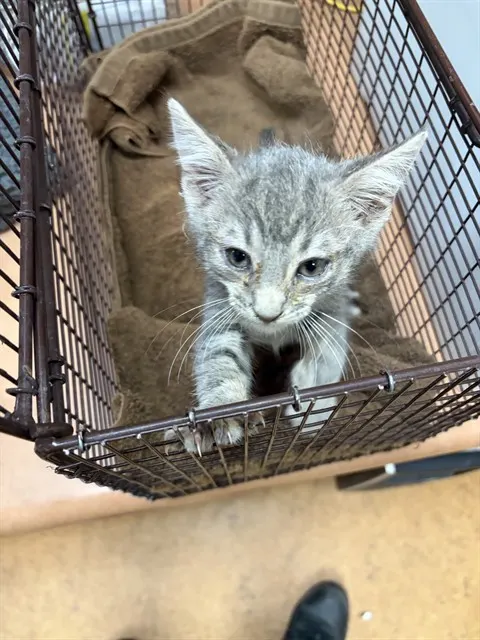 Adoptable Cat